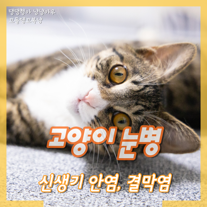  고양이 눈병, 흔히 발생하는 신생기 안염과 결막염 증상