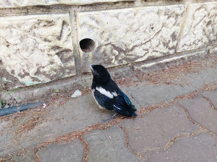  일상) 길가다가 새끼 까치새 봤어요