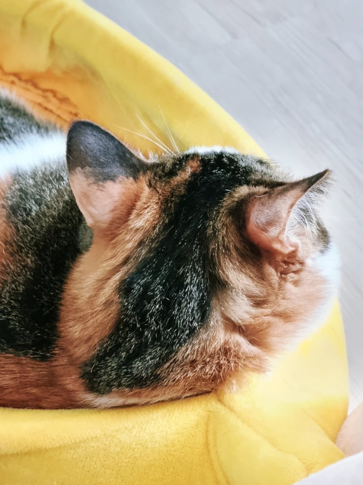  일상, 고양이 낮잠 구경