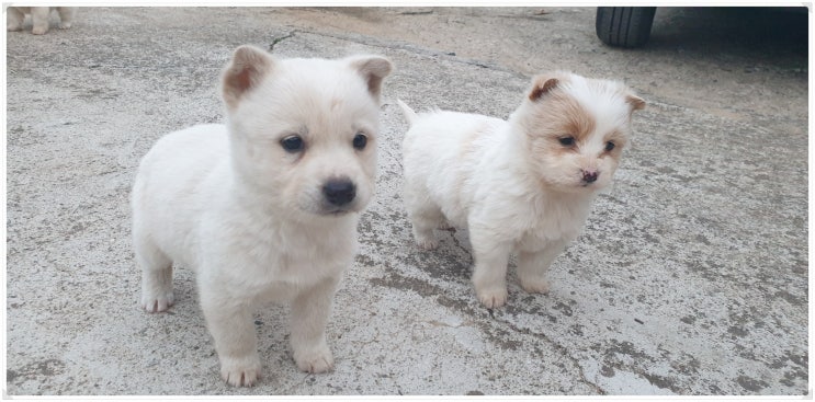  새끼강아지 간식 언제부터 주어야 되나요??  강아지 간식 시기 알아보기