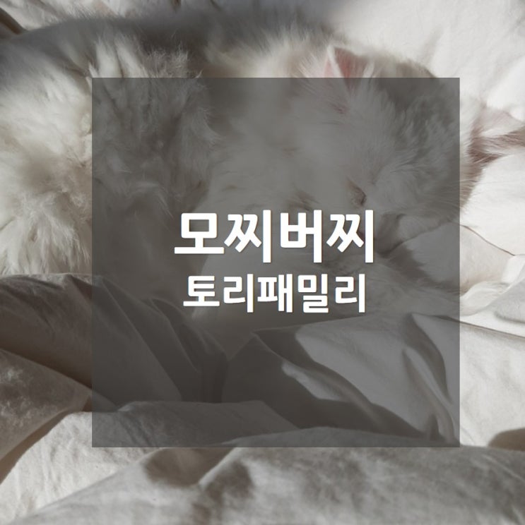  토리패밀리, 아기같은 모찌