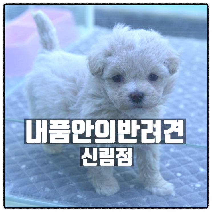 내품안의반려견 신림점 신림 강아지 분양 신림동 애견샵 소개 내품안의반려견 신림점 신림 강아지 분양 신림동 애견샵 소개