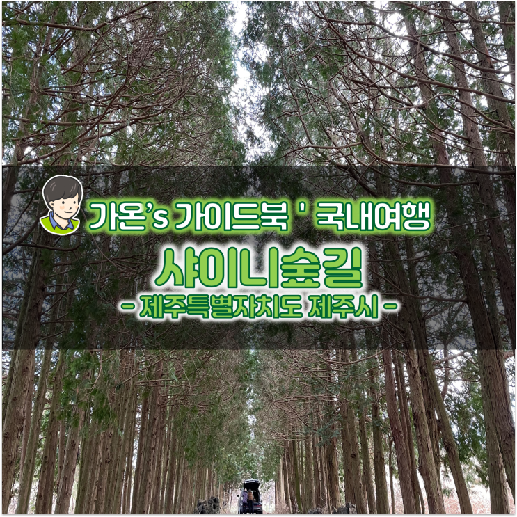  5월 제주도 가볼만한곳 편백나무숲 샤이니숲길