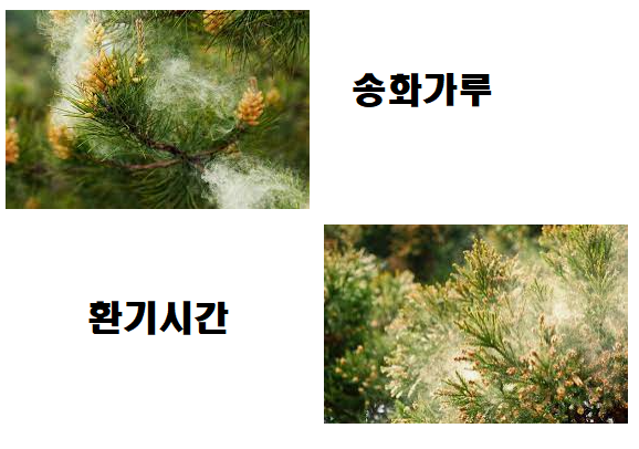  송진가루 송화가루 환기 시간