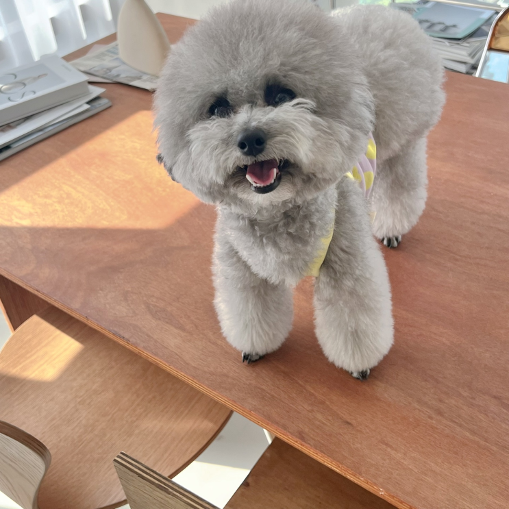  강아지 두릅 미나리 먹으면 위험한 이유와 들어있는 성분 알아보기 :)