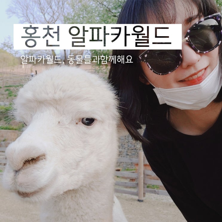  4월 말엔 알파카 월드가 조옷치! (feat. 춘천 닭갈비)