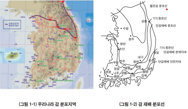  [감]감의 원산지, 종류, 성분과 효능