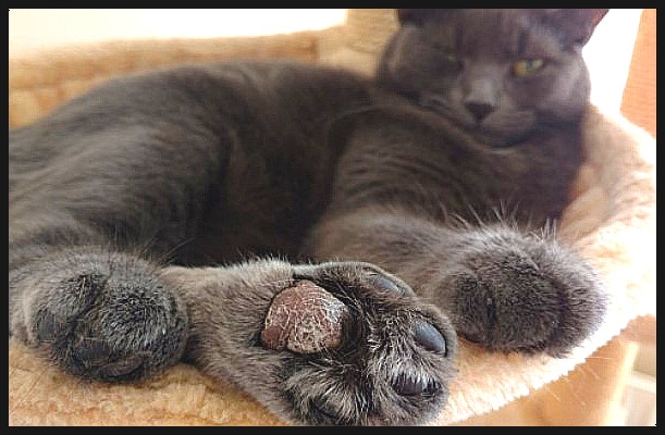고양이 젤리 발바닥 각질 딱지, 갈라짐 문제 완벽 해결 : 네이버 블로그 고양이 젤리 발바닥 각질 딱지, 갈라짐 문제 완벽 해결 : 네이버 블로그