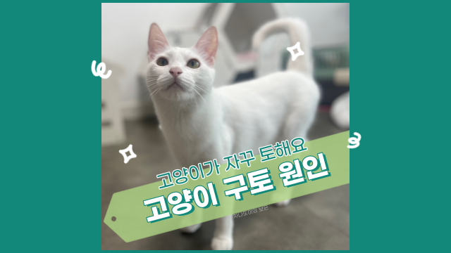  고양이 토 하는데 괜찮은가요? 구토의 원인과 대응 방법