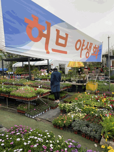양재꽃시장, 양재화훼단지 나들이 (주차, 영업시간, 구매팁) 양재꽃시장, 양재화훼단지 나들이 (주차, 영업시간, 구매팁)