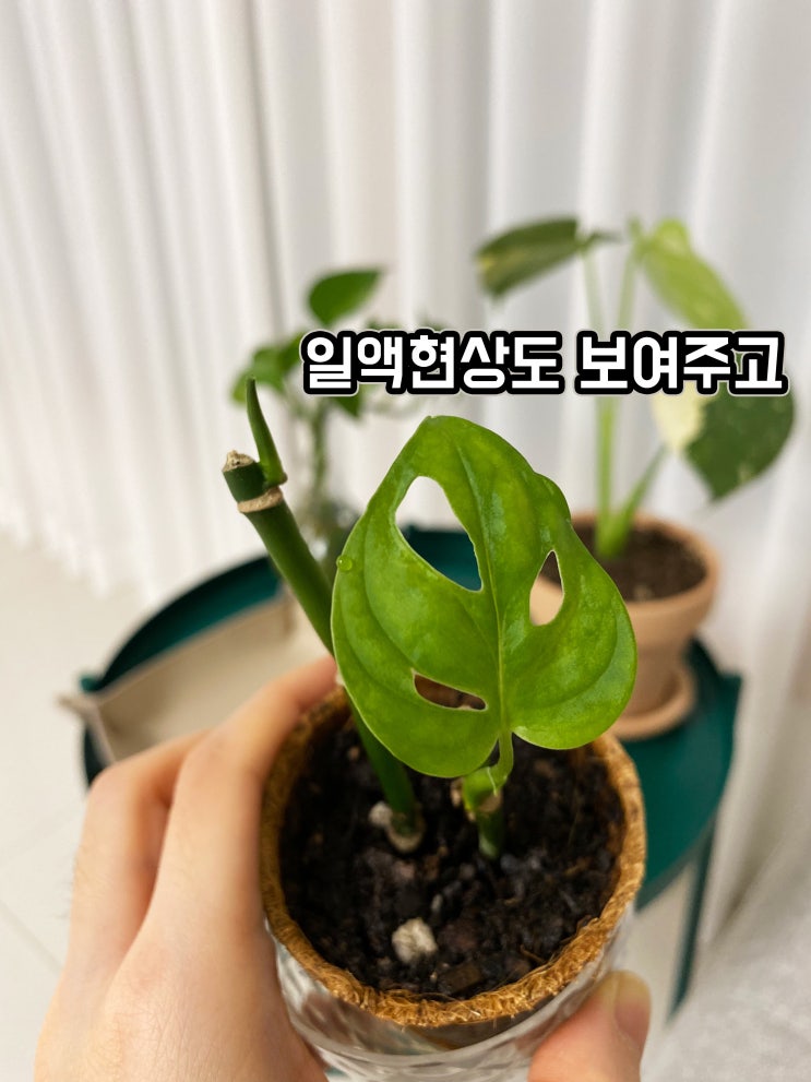 식린이 기록7. 분양받은 귀요미들, 몬스테라아단소니/핑크싱고니움/초코싱고니움 식린이 기록7. 분양받은 귀요미들, 몬스테라아단소니/핑크싱고니움/초코싱고니움