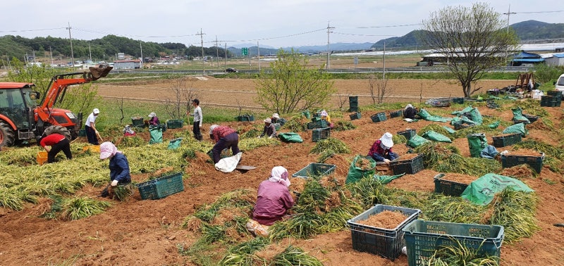 약이 되는 농산물(6)-미세먼지 ·기침에 좋은 '맥문동' 2