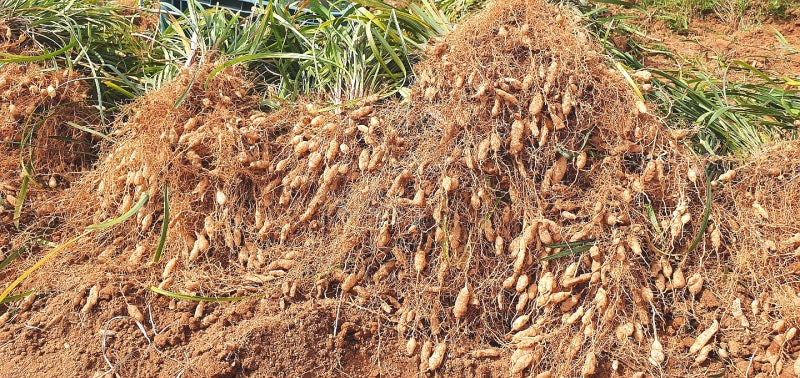 약이 되는 농산물(6)-미세먼지 ·기침에 좋은 '맥문동'