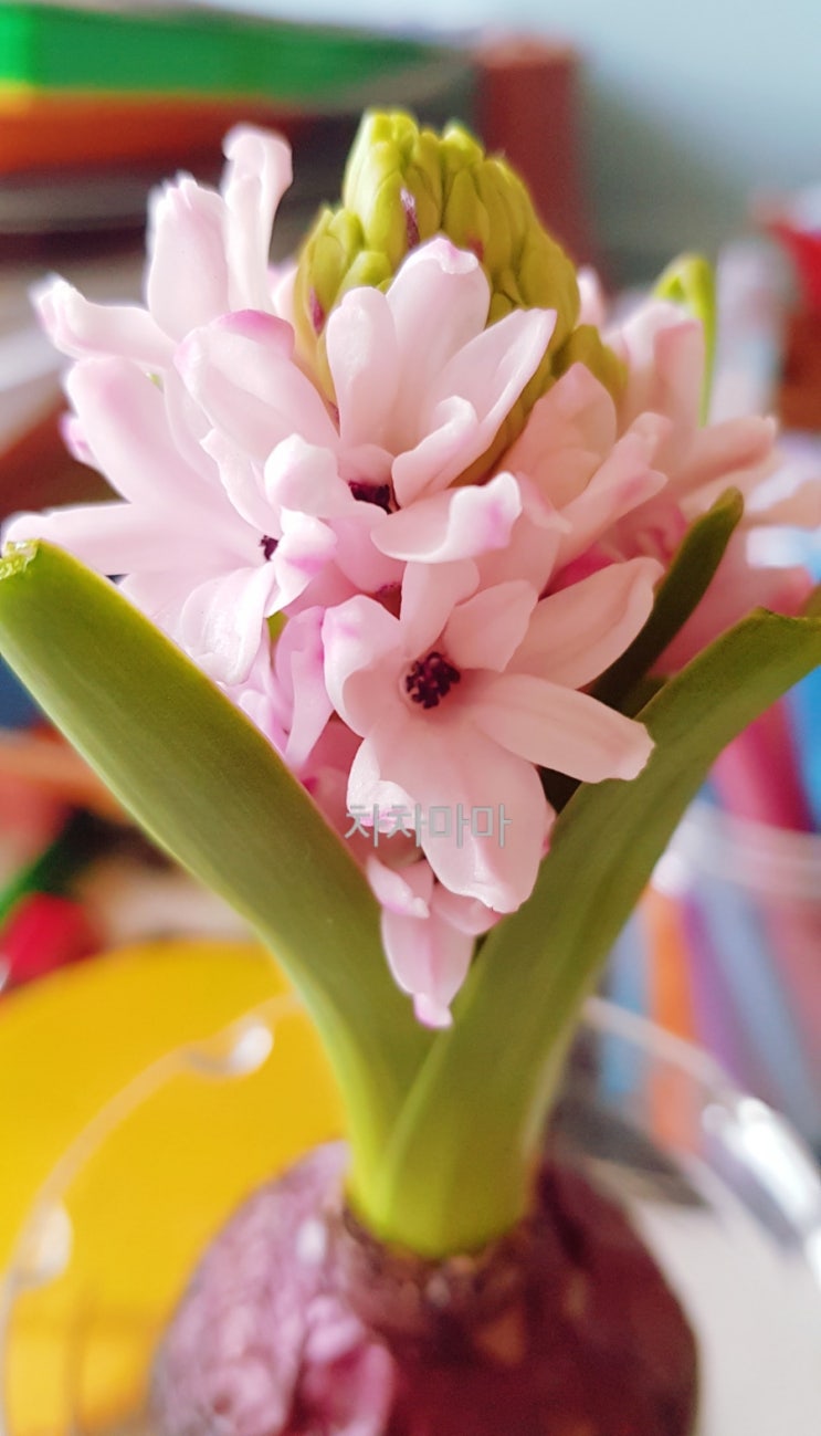 핑크 & 연보라 히아신스 히야신스 구근 키우기 - 성장기 수경재배  (구근부터 개화 전) 키우는법 관리 꽃말