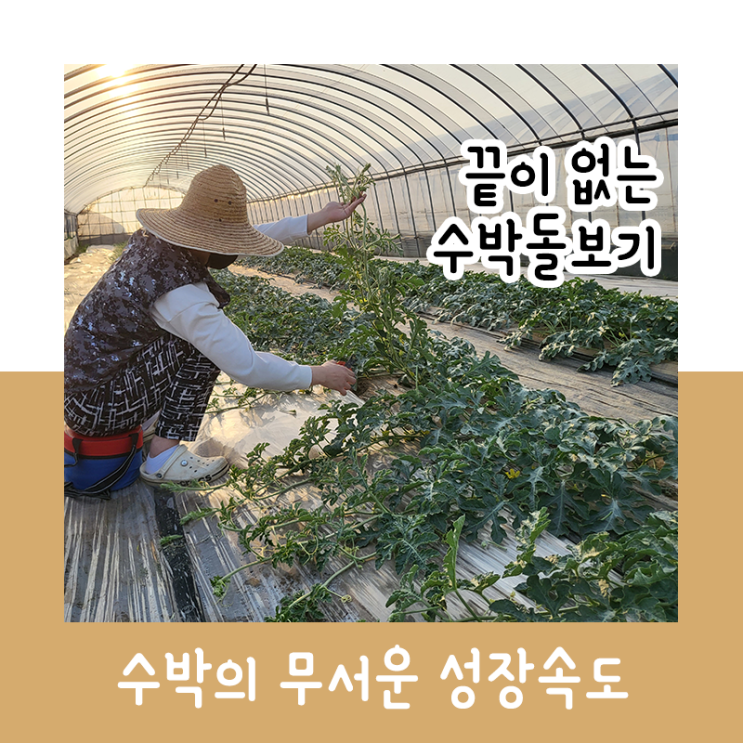  끝이 없는 수박 돌보기_청년 농부의 귀농 귀촌 농촌 이야기