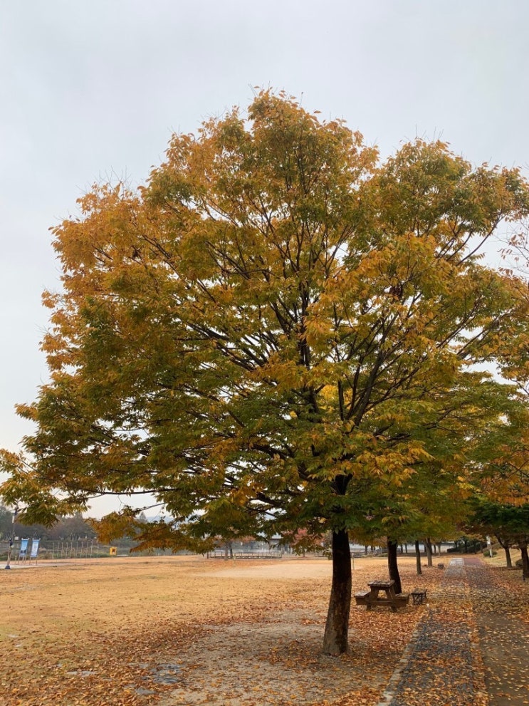  경북 노지캠핑 명소 무료 캠핑장 영천 임고강변 공원 야영장 개방