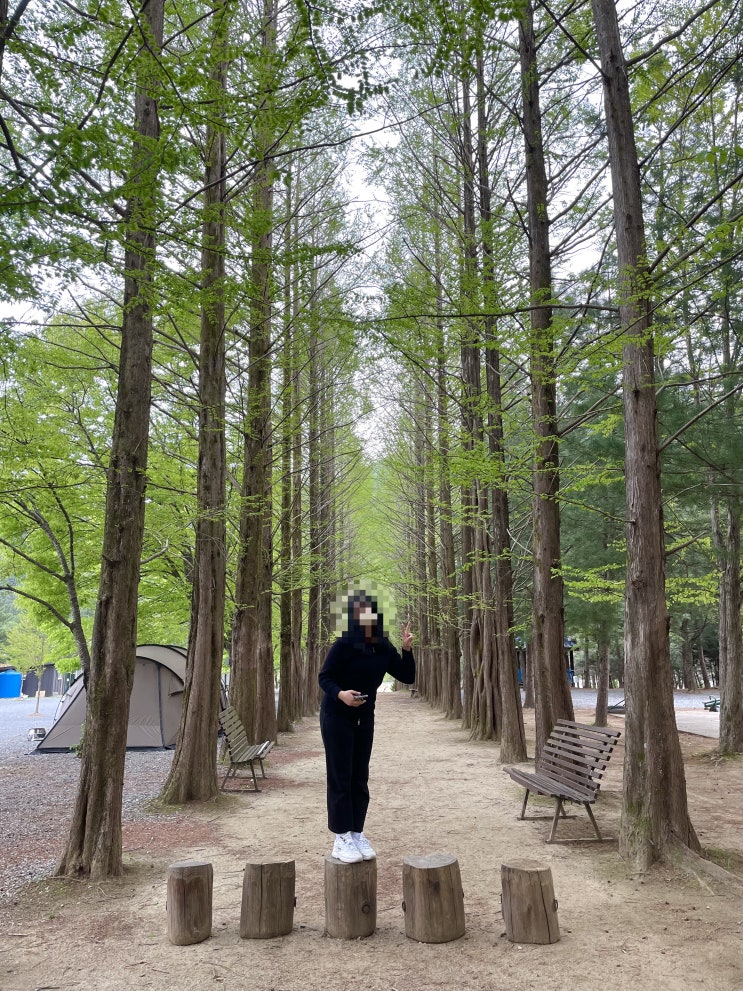  영월 메타세콰이어 길