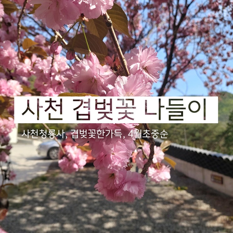  겹벚꽃 왈 "나 좀 찍어줘라"(남해 사천 청룡사)
