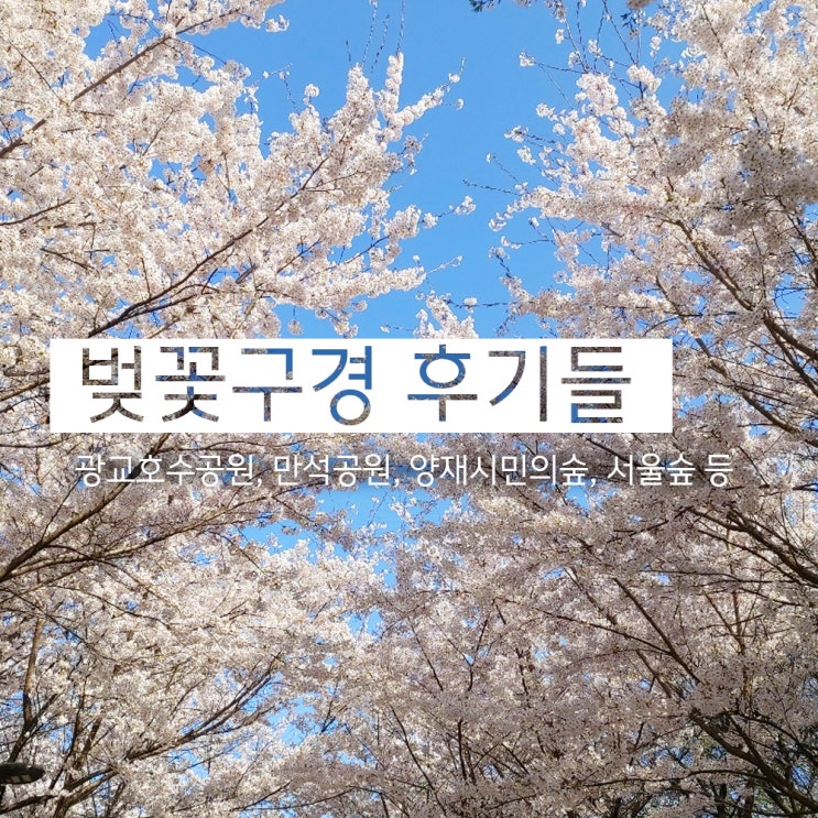  벚꽃 구경 후기들 (광교호수공원, 서울숲, 양재시민의 숲, 만석공원, 석촌호수)