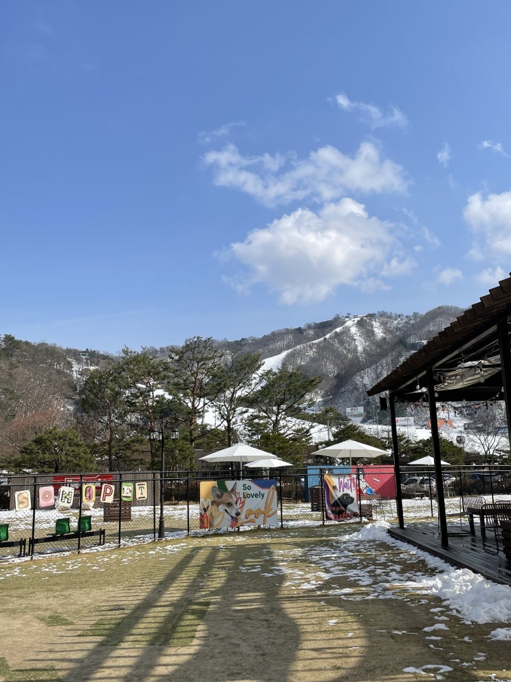  [홍천 여행] 반려견동반 호캉스 강원도 홍천 소노벨 비발디파크 펫룸, 플레이그라운드, 띵킹독 이용 솔직 후기