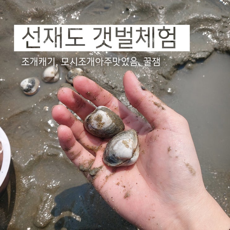  조개파티하고 싶으면 선재도 갯벌로ㄱㄱ