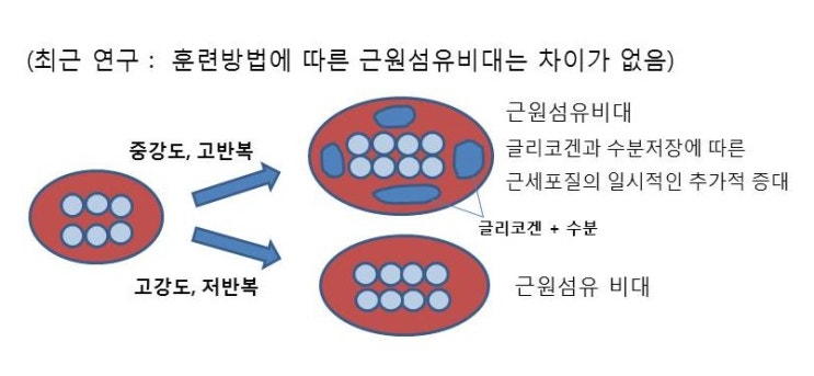  역도선수의 근육, 보디빌더의 근육, 근력훈련의 차이