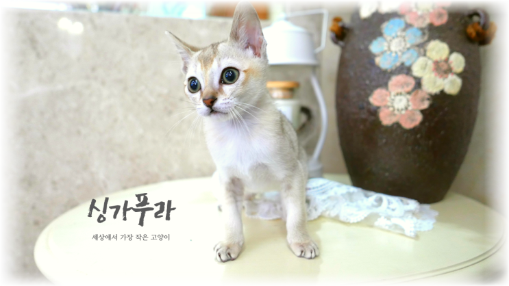  싱가푸라 루이 세상에서 가장 작은 팅커벨 아기 고양이 성격과 특징