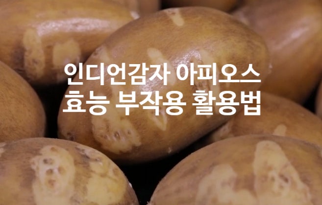  인디언감자 아피오스 효능 부작용 (활용법 요리 셰이크 볶음 만들기) 생것 말고 익혀드세요~