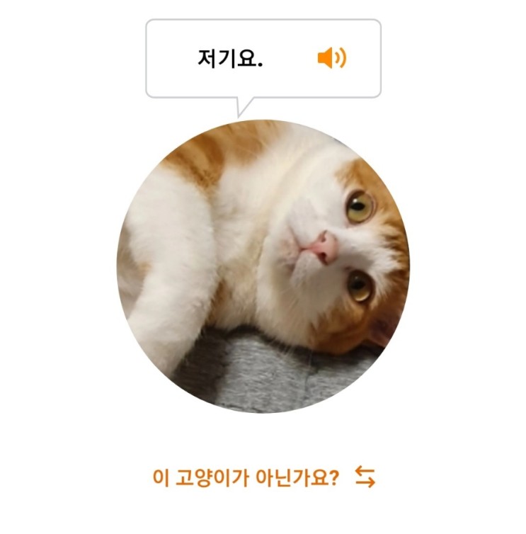 고양이 번역기 앱으로 고양이와 정확한 대화가 가능할까?