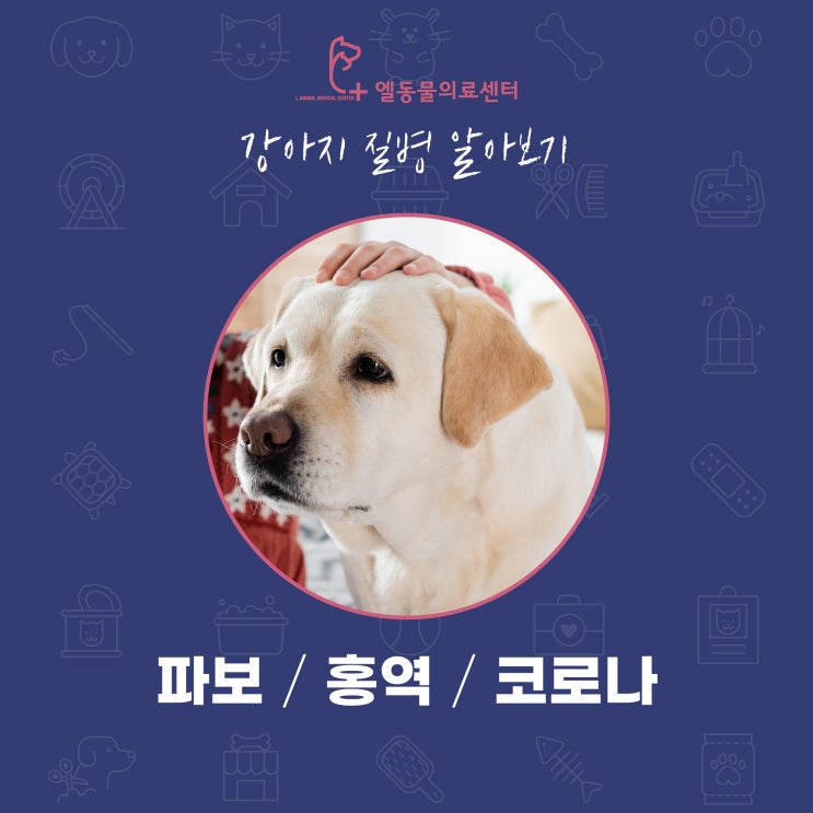  부산 강아지 파보, 홍역, 코로나 연산동 동물병원 엘동물의료센터