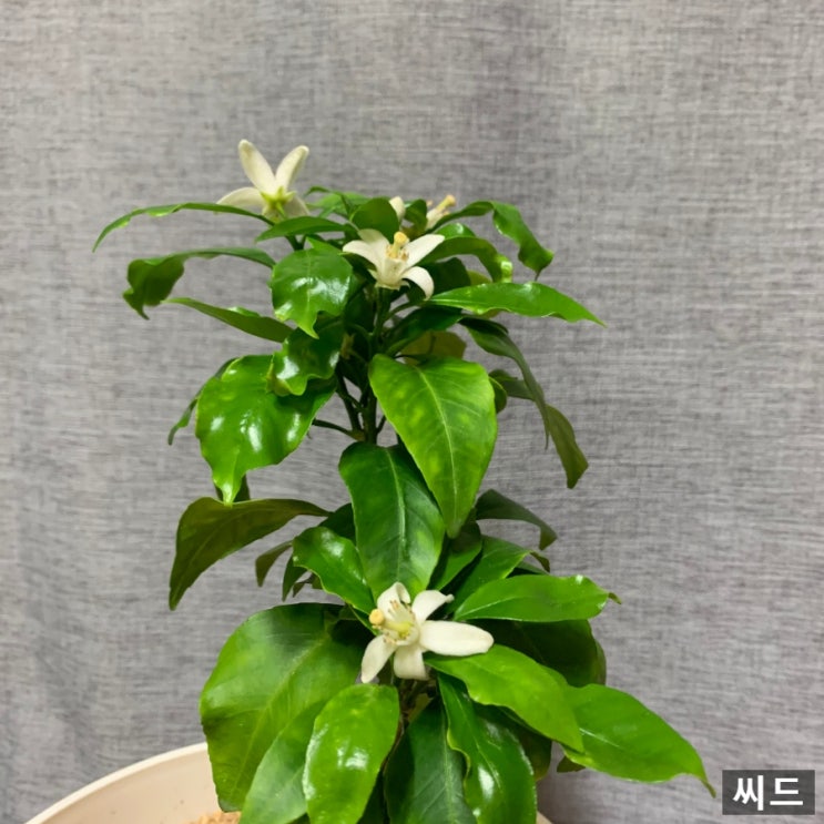  [식물] 내돈내산 한라봉 묘목 성장기-1