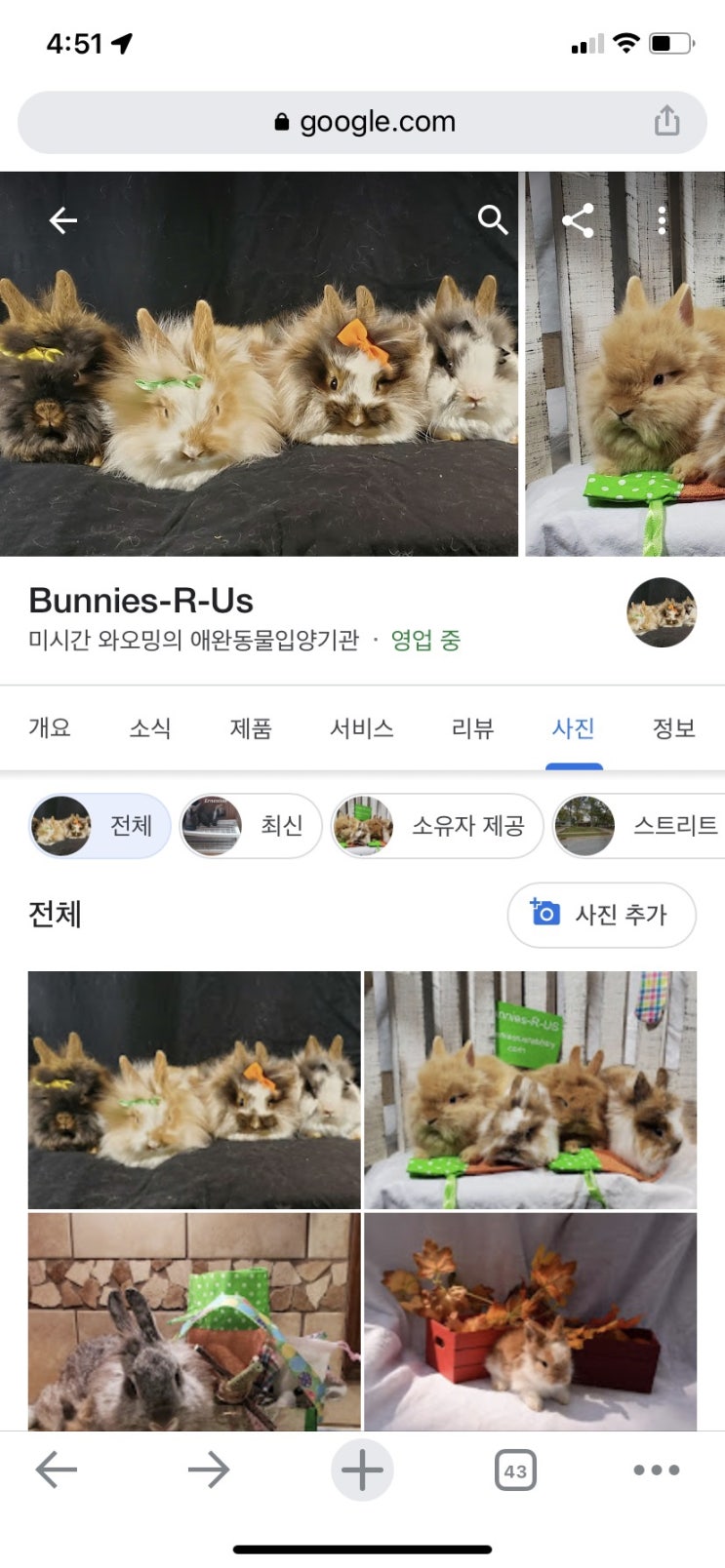 미국에서 토끼 입양하기 / 토끼 키울 때 필수품 모음 미국에서 토끼 입양하기 / 토끼 키울 때 필수품 모음