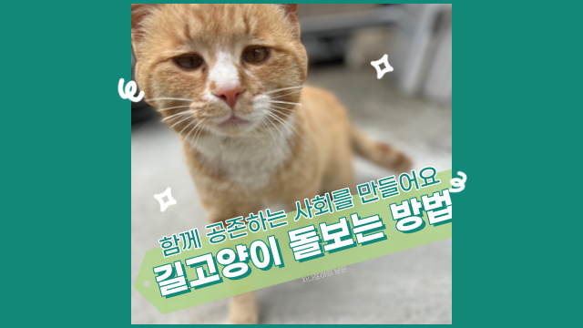  길고양이 돌보는 방법, 길들이지 않는 것이 더 좋아요.