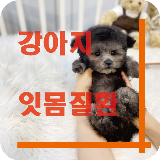  강아지 치아건강 잇몸질환 이야기~