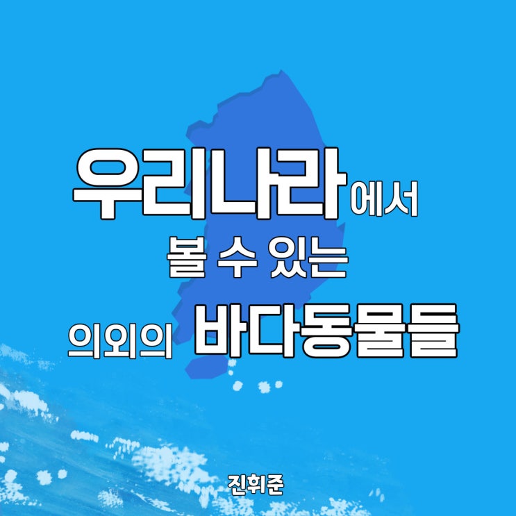  #0 우리나라에서 볼 수 있는 의외의 바다 동물들(남해해경청 국민기자단)