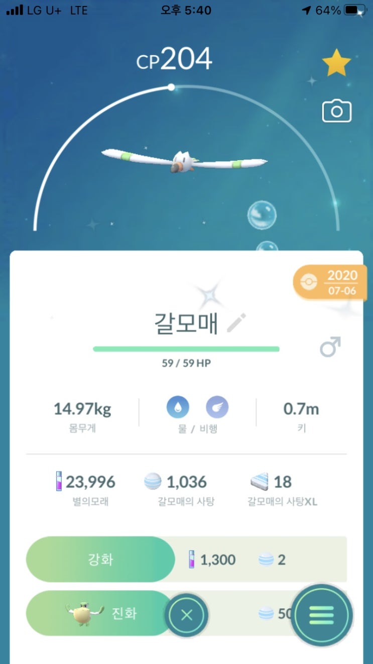  갈모매, 패리퍼 이로치