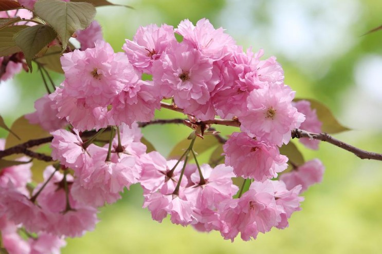 봄꽃 5월 탄생화 꽃말 알아보기