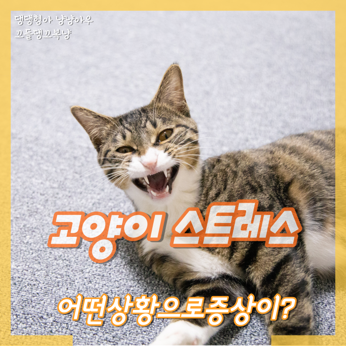  고양이 스트레스 어떤 상황으로 증상을 보일까?