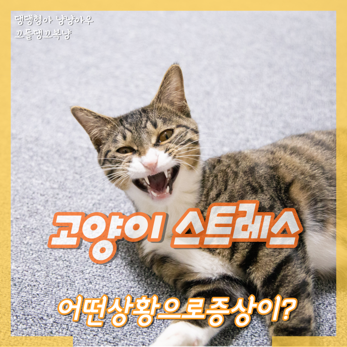 고양이 스트레스 어떤 상황으로 증상을 보일까?