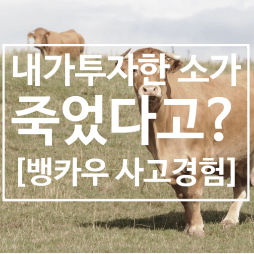  [뱅카우] 내가 투자한 소가 죽었다고? 뱅카우 사고발생 경험 및 대처