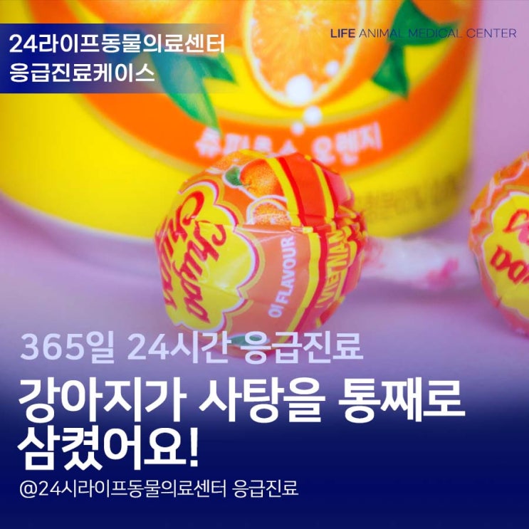 대구 강아지 내시경 : 강아지가 사탕을 통째로 삼켰어요! 강아지 응급 내시경 가능한 24시라이프동물의료센터 대구 강아지 내시경 : 강아지가 사탕을 통째로 삼켰어요! 강아지 응급 내시경 가능한 24시라이프동물의료센터