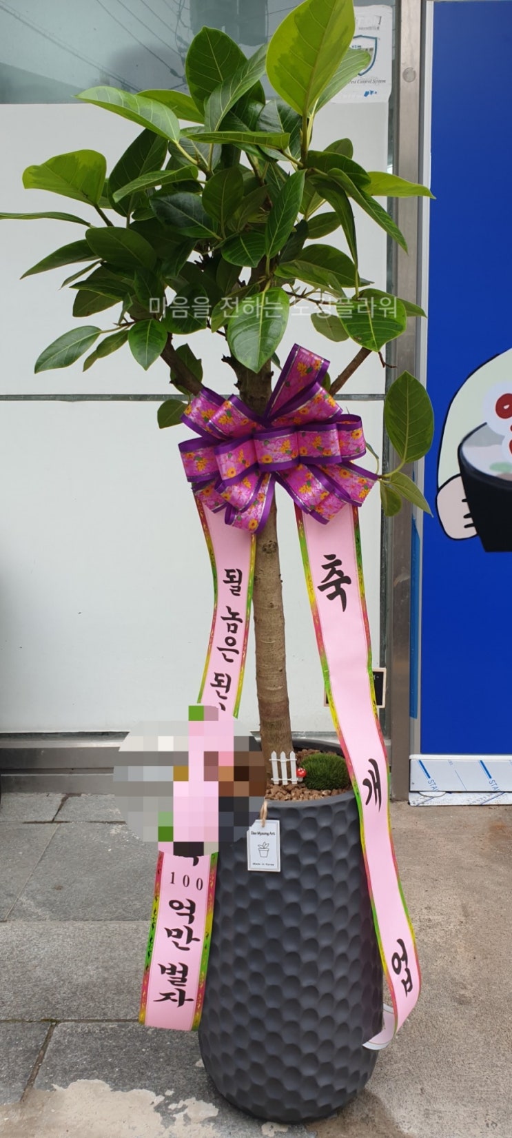  전국배송가능 전주화분배달 개업화분 도경플라워