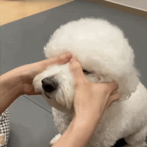  강아지 배마사지 해주며 교감해보아요 ️