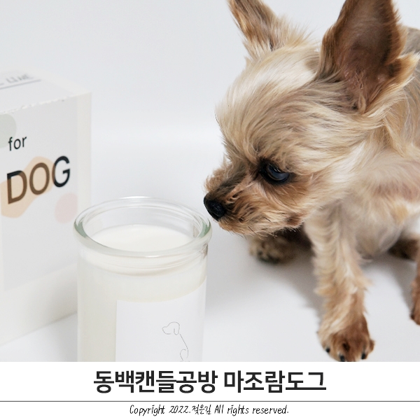 동백캔들공방 천연소이캔들 마조람도그 강아지 캔들 추천 동백캔들공방 천연소이캔들 마조람도그 강아지 캔들 추천