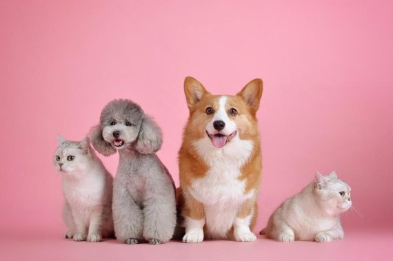 소중한 반려동물! 어떻게, 얼마나 먹일까? 소중한 반려동물! 어떻게, 얼마나 먹일까?