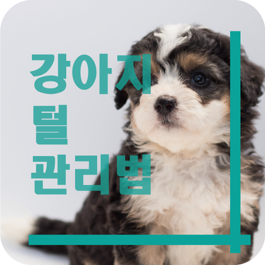  강아지 털관리 와 털윤기 나게 하는방법
