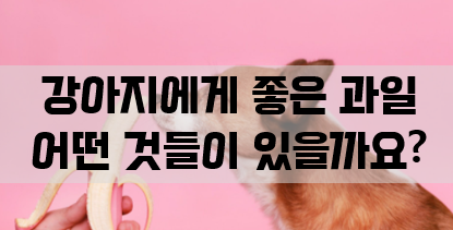 강아지에게 좋은 과일은 어떤게 있을까요?
