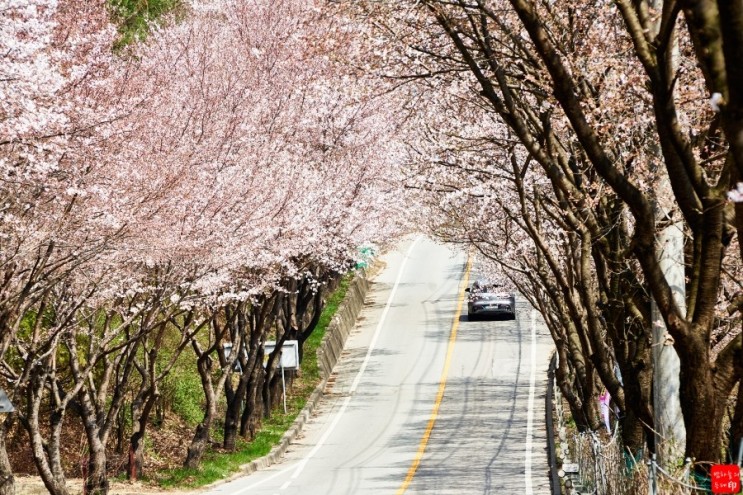 광주 퇴촌면 지방도로의 벚꽃터널!