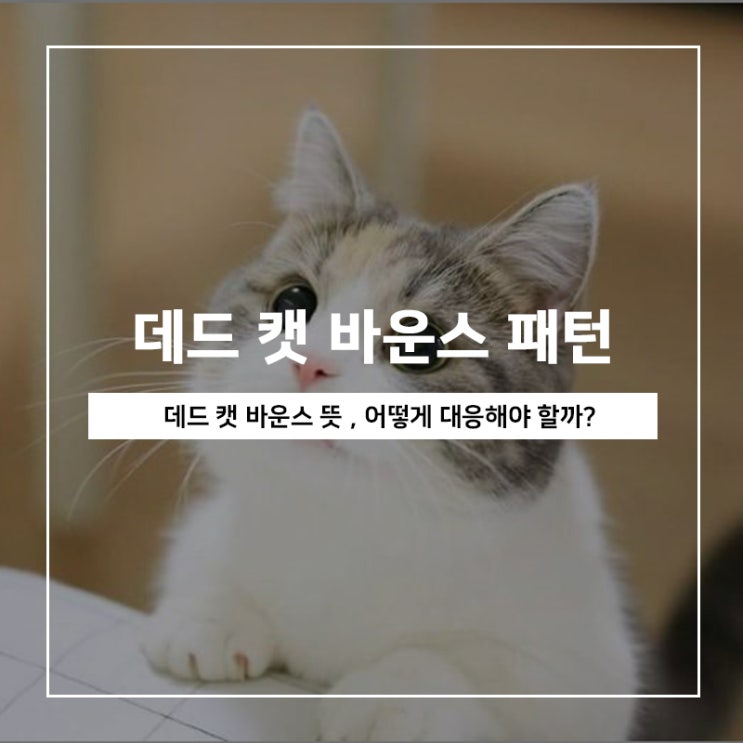 데드 캣 바운스 뜻, 어떻게 대응해야 할까?