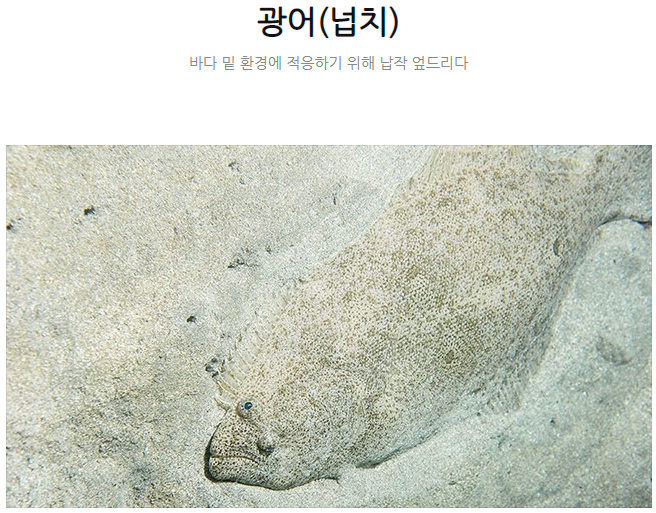  광다(광어다운샷) 낚시 공략법 및 추천 웜 정리